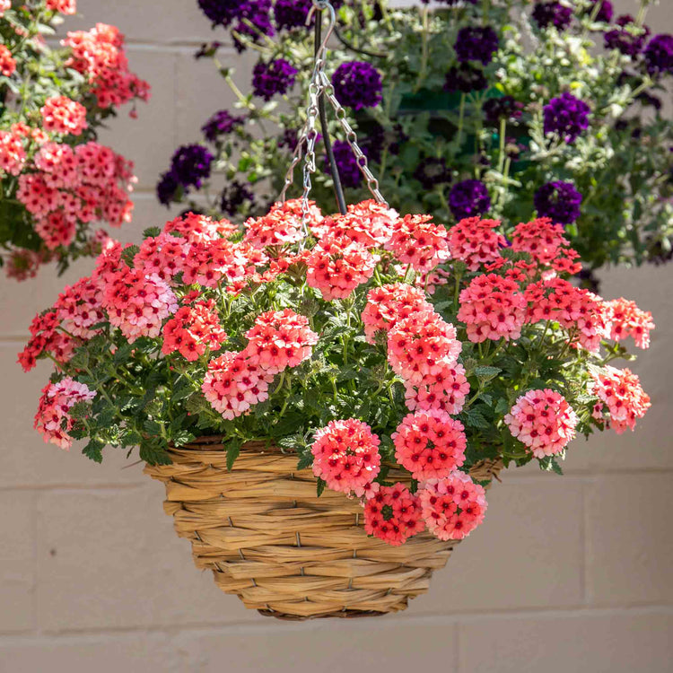 Verbena Plant 'Showboat Mango' Orange