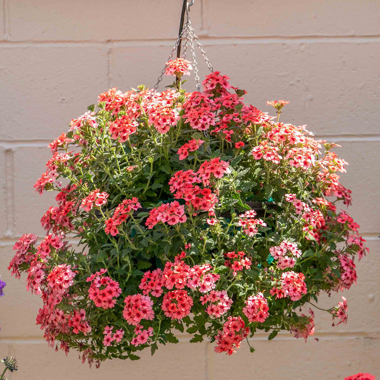 Verbena Plant 'Showboat Mango' Orange