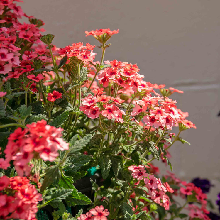 Verbena Plant 'Showboat Mango' Orange
