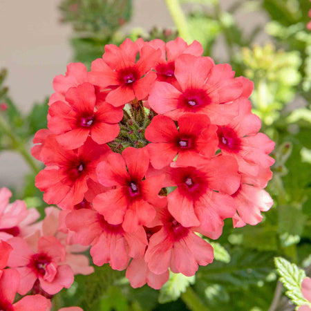 Verbena Plant 'Showboat Mango' Orange