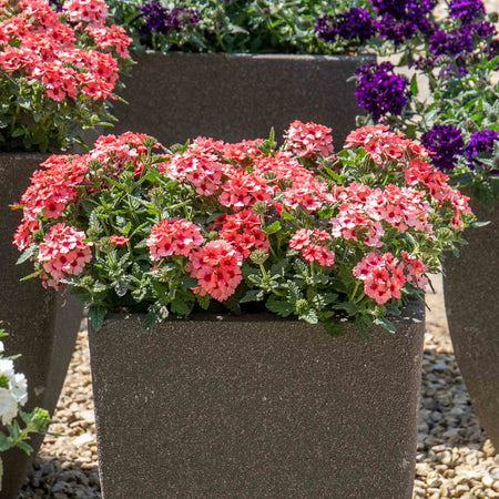Verbena Plant 'Showboat Mango' Orange