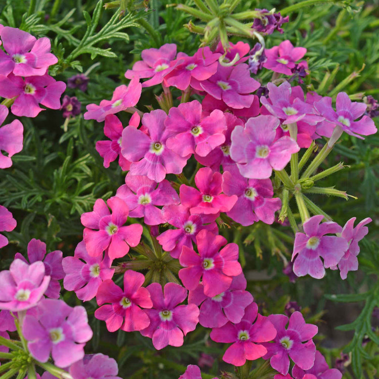 Verbena Plant 'Vera Pink'