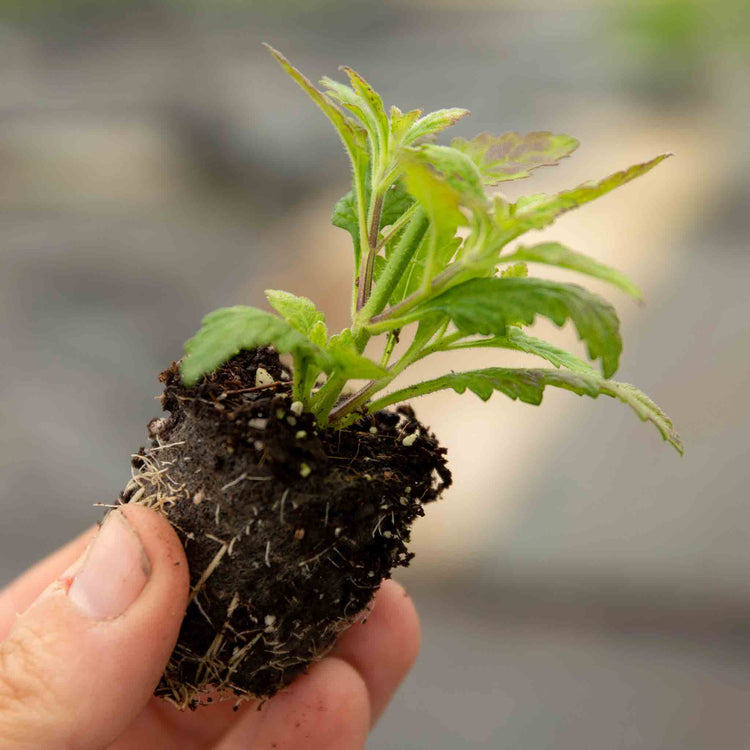 Verbena Plant 'Showboat Purple Fizz'