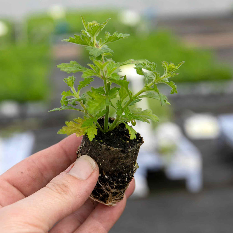 Verbena Plant 'Showboat Mango' Orange