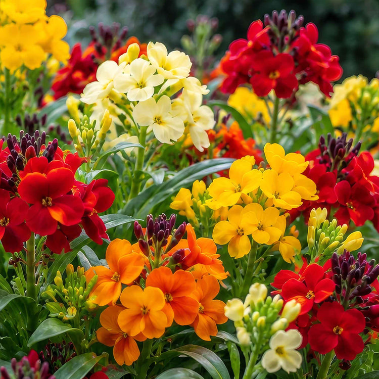 Wallflower 'Dwarf Mixed'