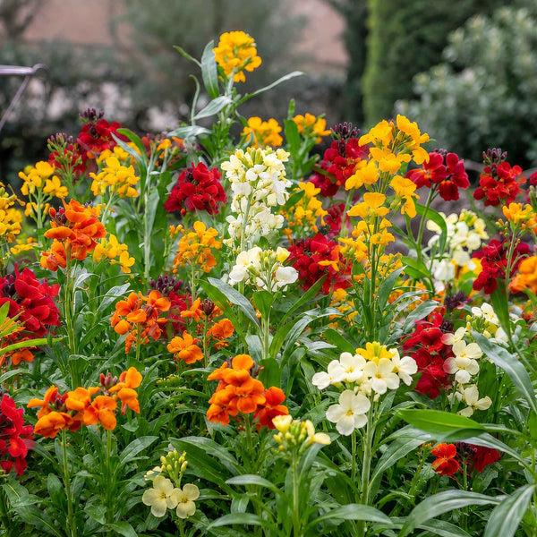 Wallflower 'Tall Mixed'
