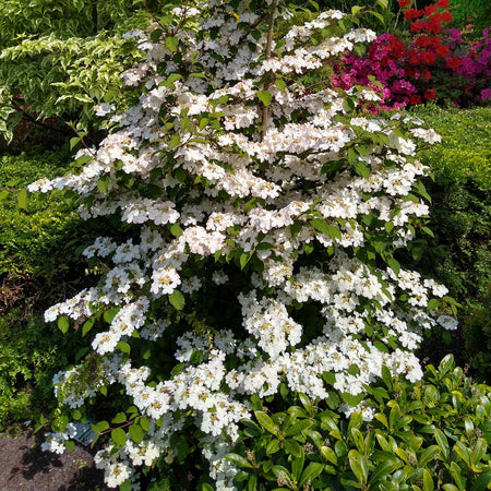 Viburnum Plicatum 'Kilimanjaro'