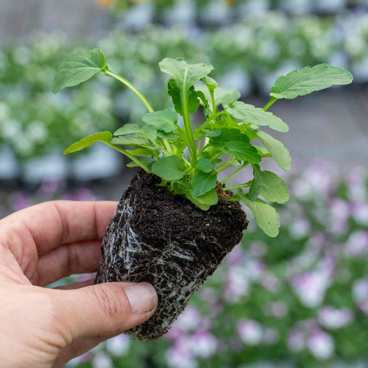 Marshalls 'Winter and Spring Bedding' Plant