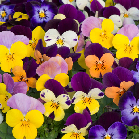 Viola 'Sorbet XP Jump Up Mix'