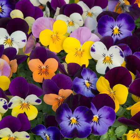 Viola 'Sorbet XP Jump Up Mix'
