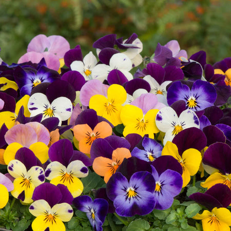 Viola 'Sorbet XP Jump Up Mix'