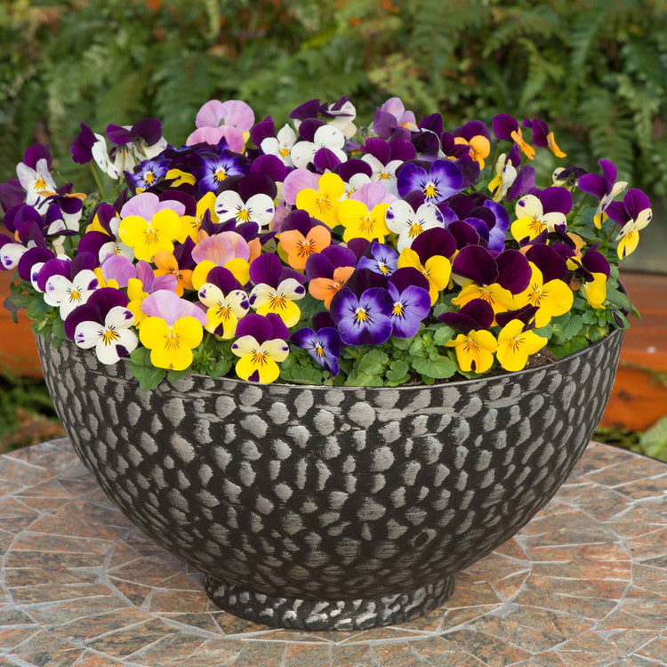 Viola 'Sorbet XP Jump Up Mix'