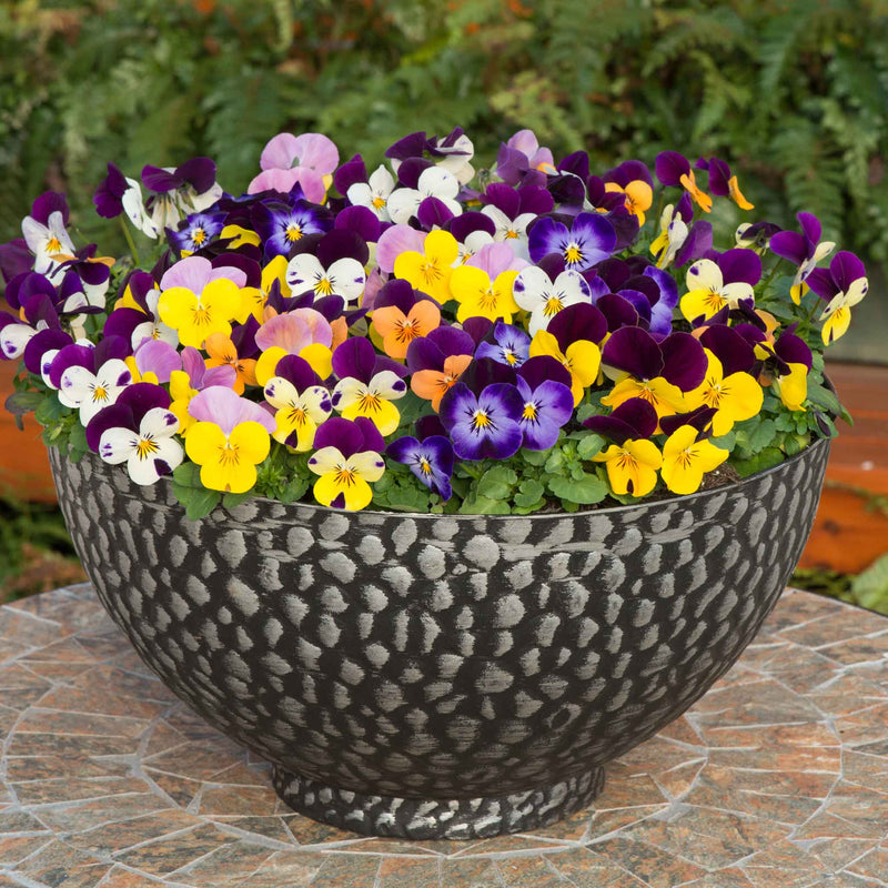 Viola 'Sorbet XP Jump Up Mix'