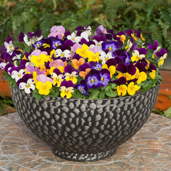 Viola 'Sorbet XP Jump Up Mix'