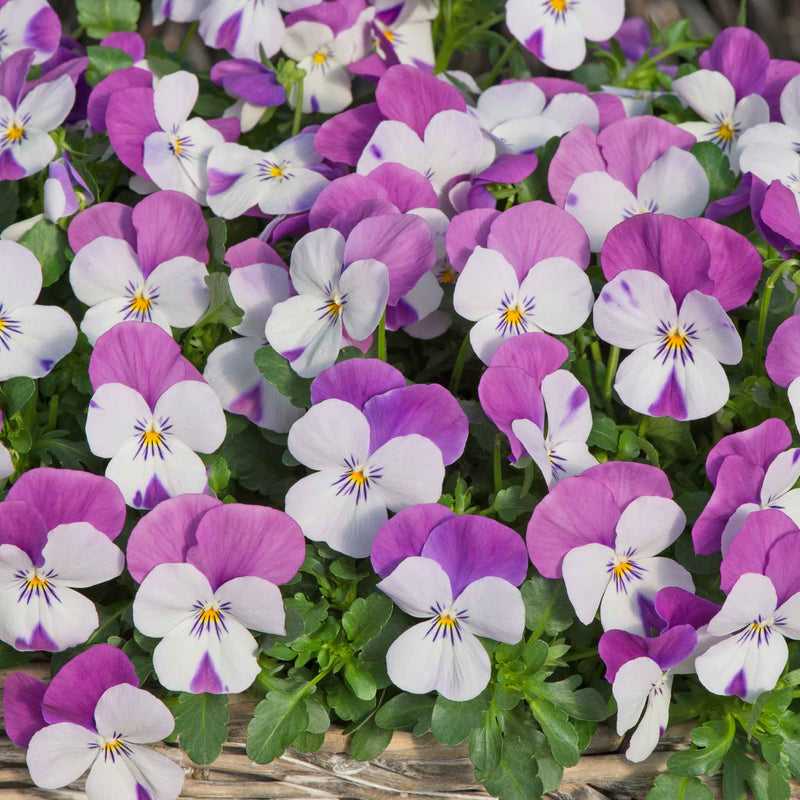 Viola 'Sorbet Pink Wings'