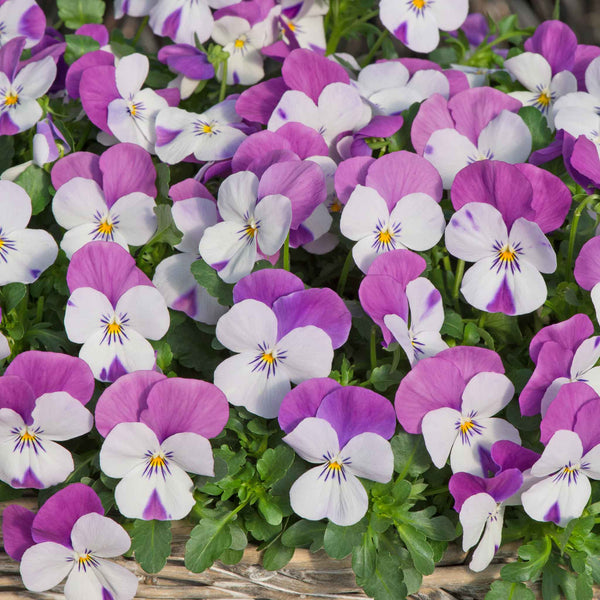 Viola 'Sorbet Pink Wings'