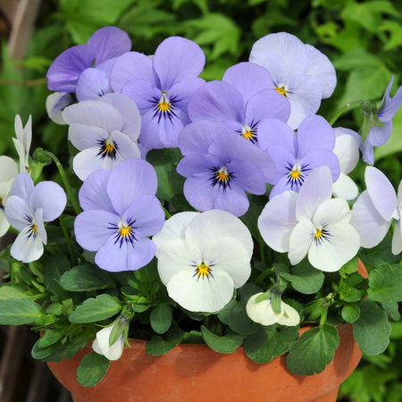 Viola 'Yesterday, Today, Tomorrow'