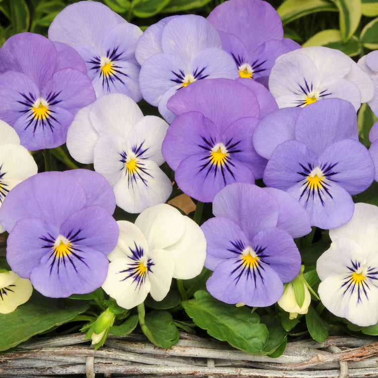 Viola 'Yesterday, Today, Tomorrow'