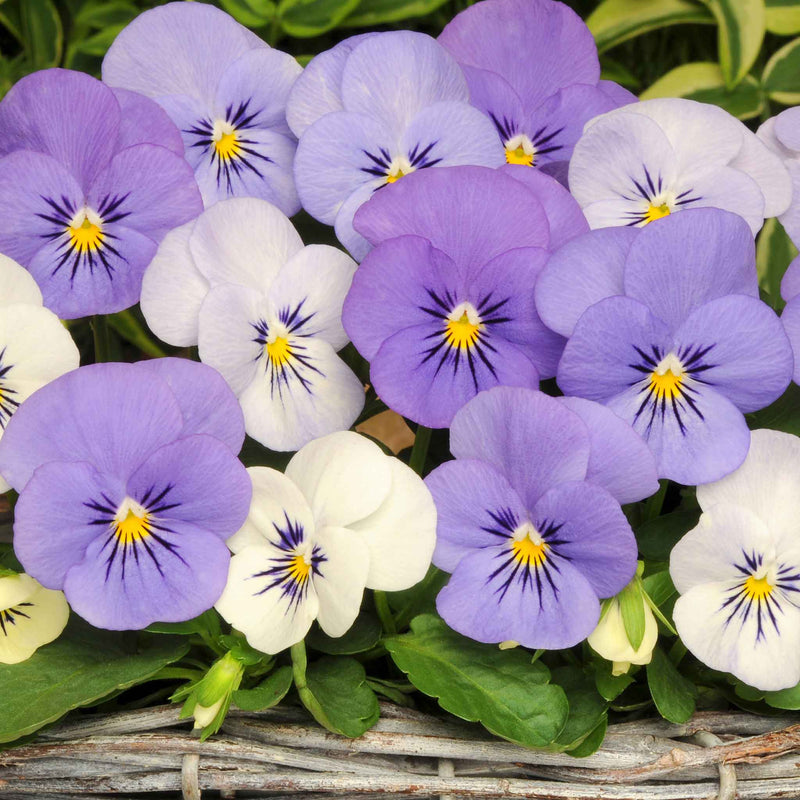 Viola 'Yesterday, Today, Tomorrow'