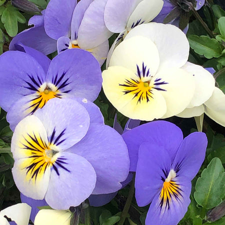 Viola 'Yesterday, Today, Tomorrow'