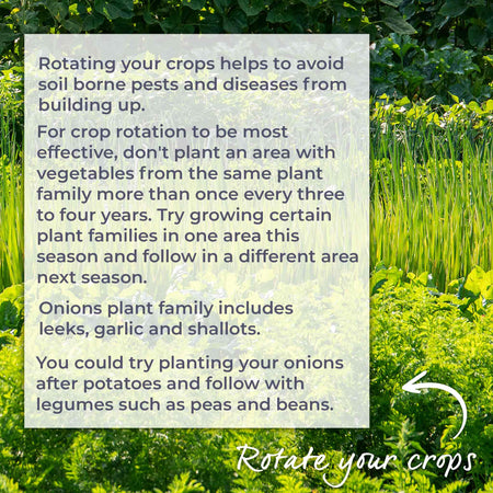 Autumn Planting Onions, Shallot & Garlic Trio Pack