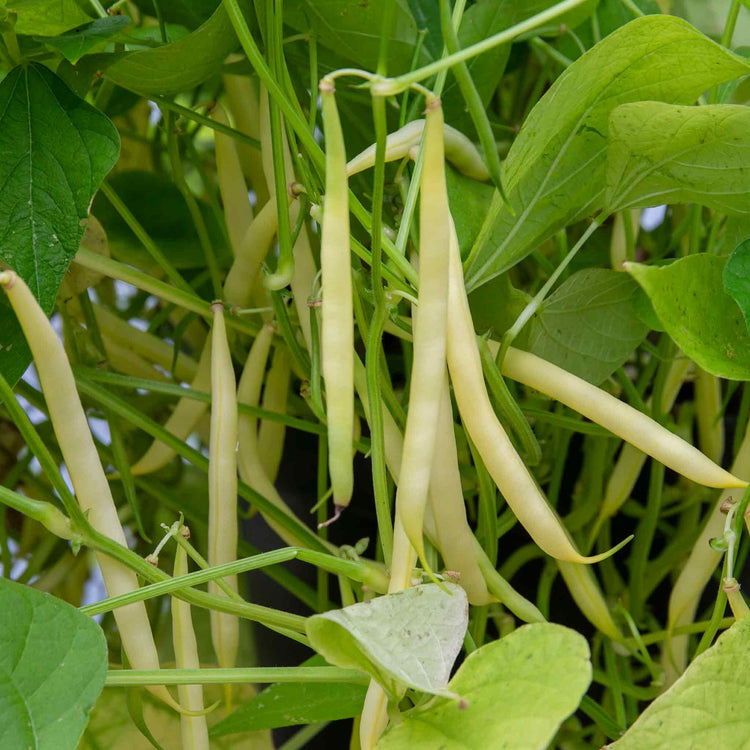 French Bean Dwarf Seeds 'Voltage'