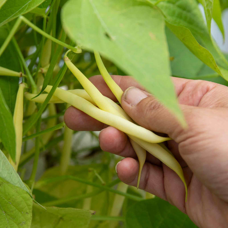 French Bean Dwarf Seeds 'Voltage'