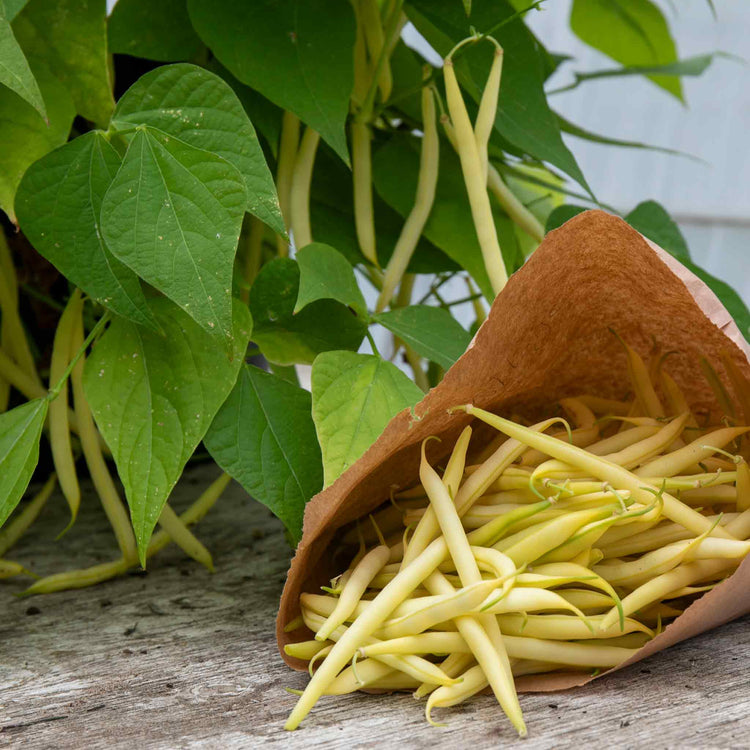 French Bean Dwarf Seeds 'Voltage'