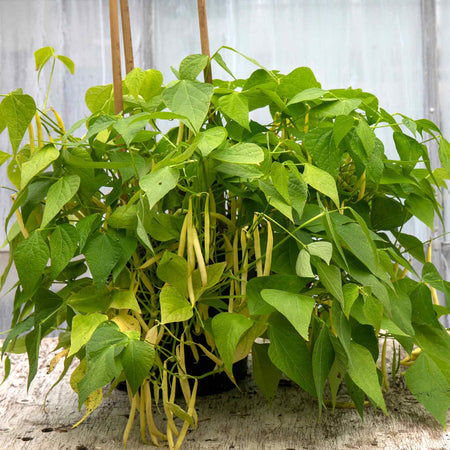 French Bean Dwarf Seeds 'Voltage'