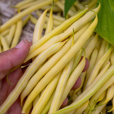 French Bean Dwarf Seeds 'Voltage'