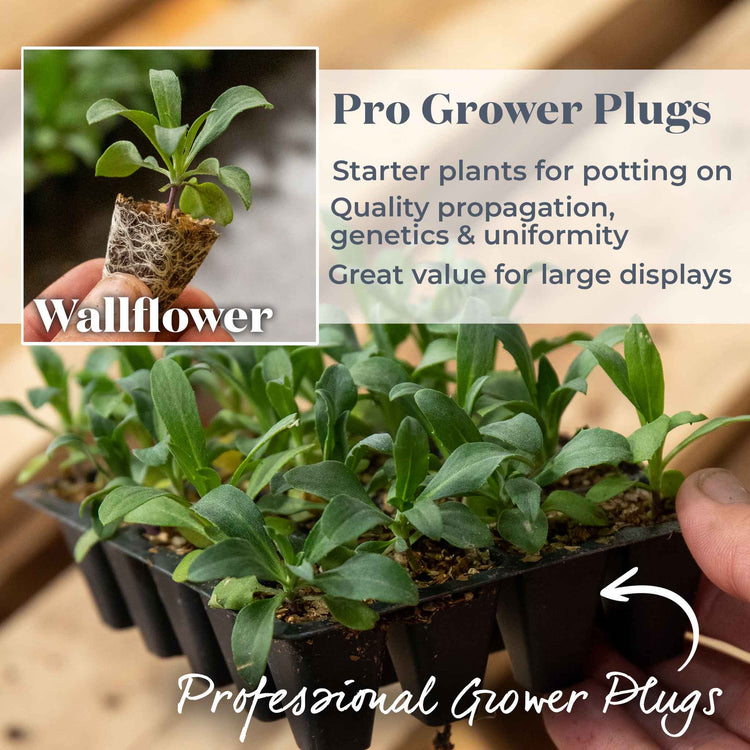 Wallflower 'Sugar Rush Mix'