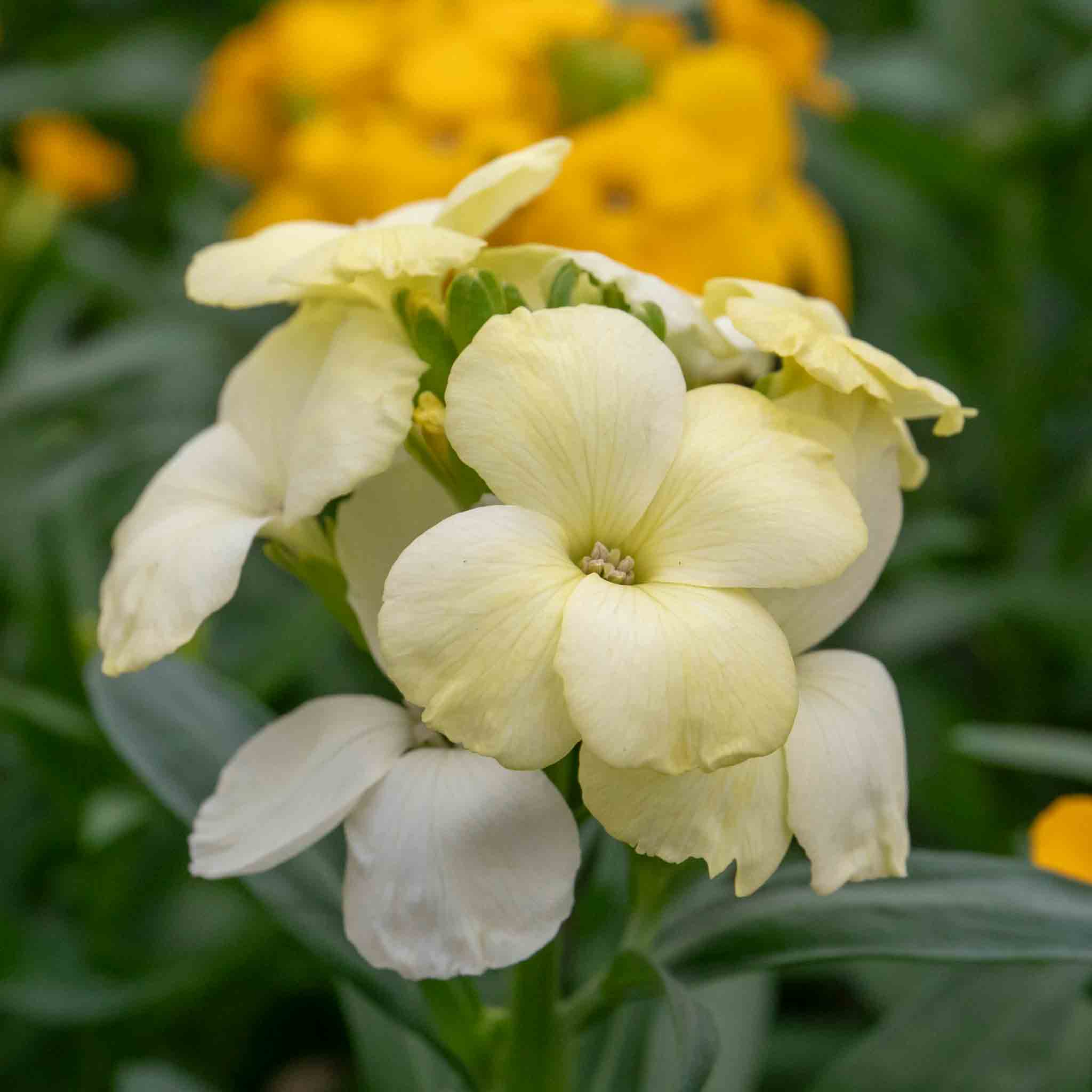 Wallflower Plant 'Dwarf Bedder Mix' | Marshalls Garden