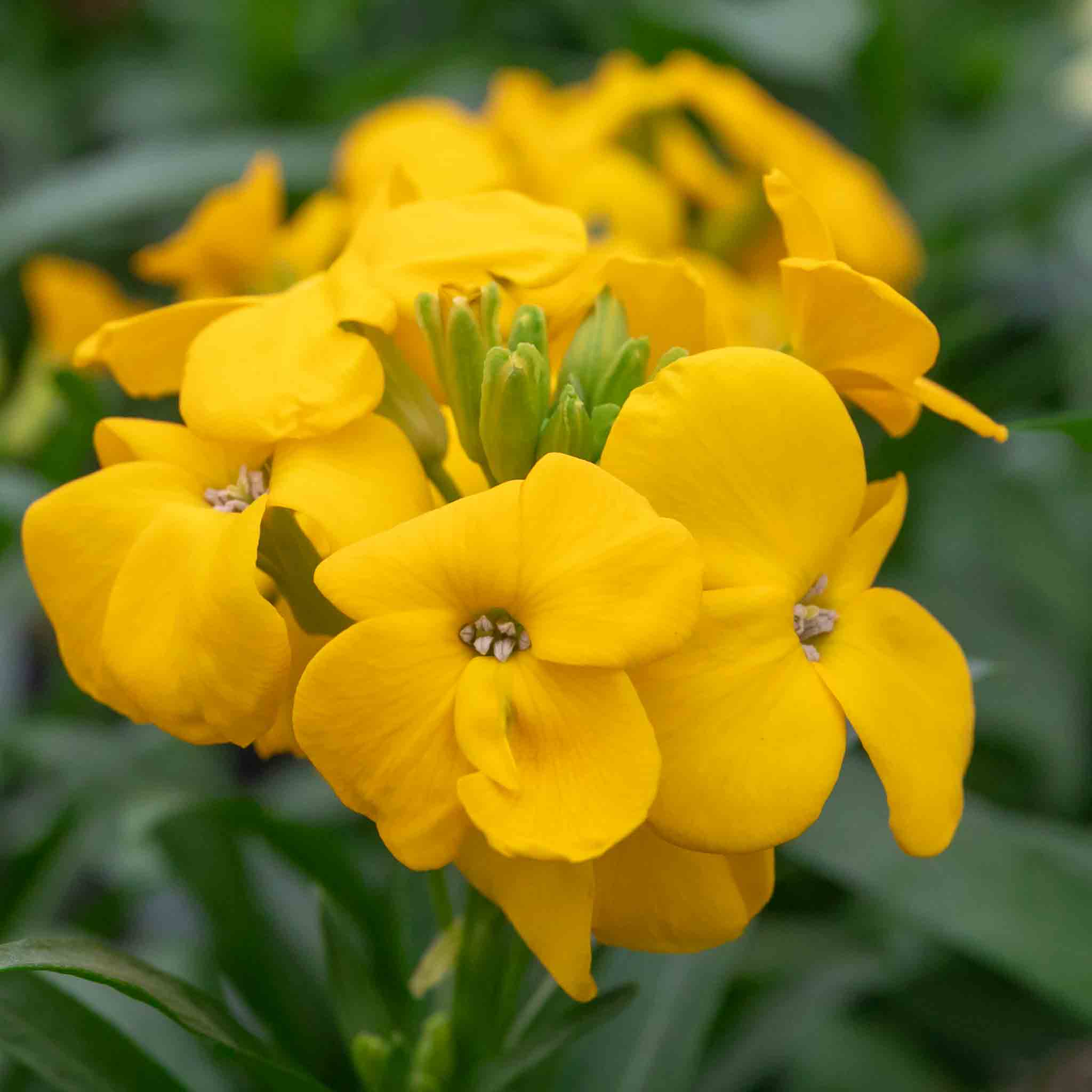 Wallflower Plant 'Dwarf Bedder Mix' | Marshalls Garden