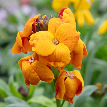 Wallflower 'Dwarf Mixed'