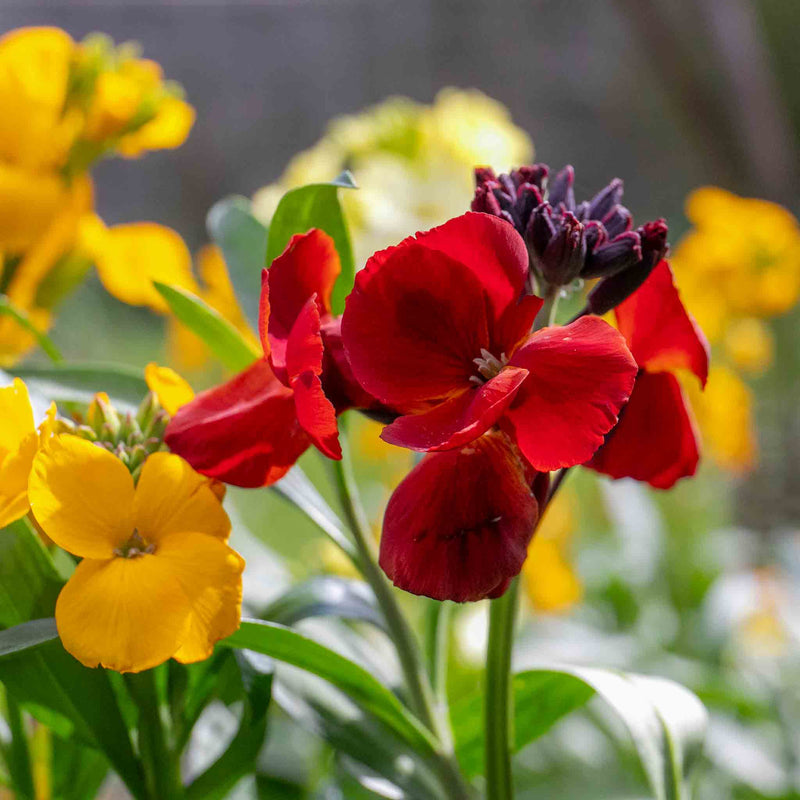 Wallflower 'Dwarf Bedder Mix'