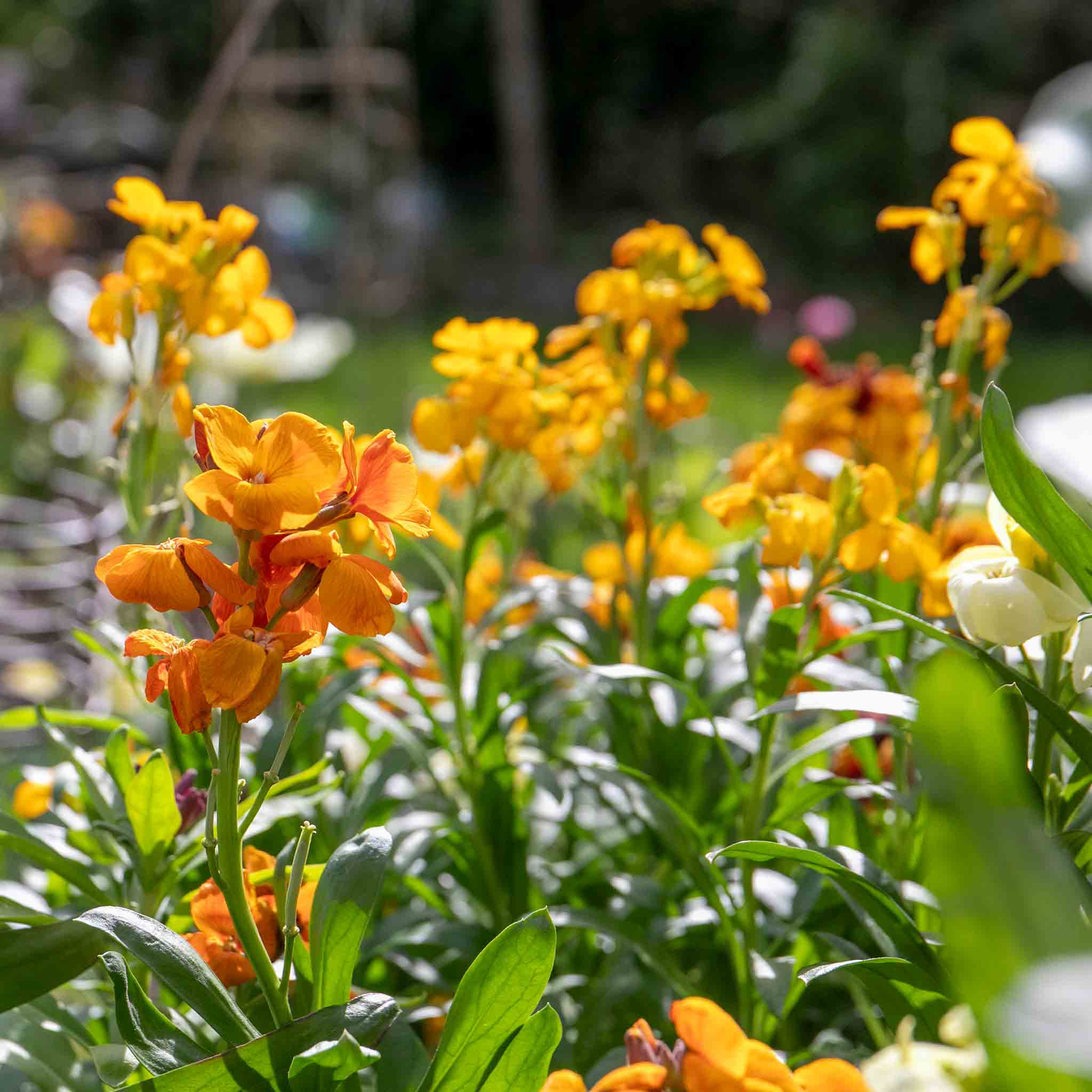 Wallflower Plant 'Dwarf Bedder Mix' | Marshalls Garden