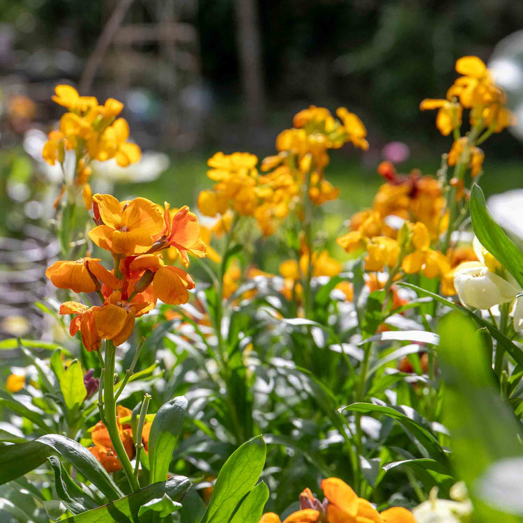 Wallflower Plant 'Dwarf Bedder Orange'