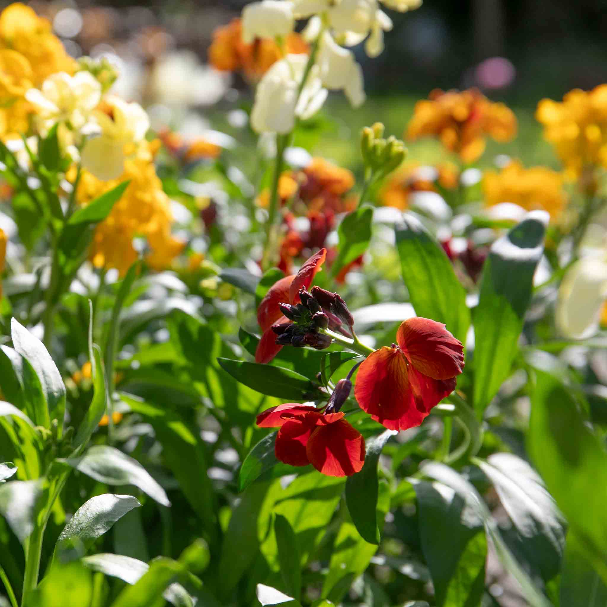 Wallflower Plant 'Dwarf Bedder Mix' | Marshalls Garden