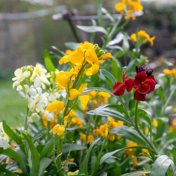 Wallflower Plant 'Dwarf Bedder Mix'