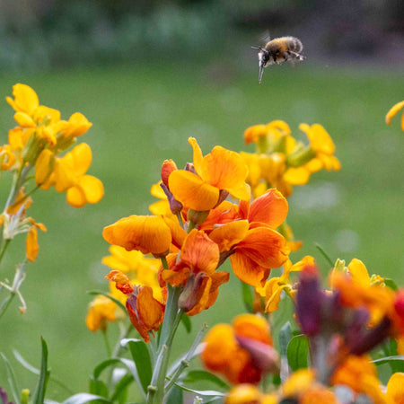 Wallflower Plant 'Dwarf Bedder Orange'