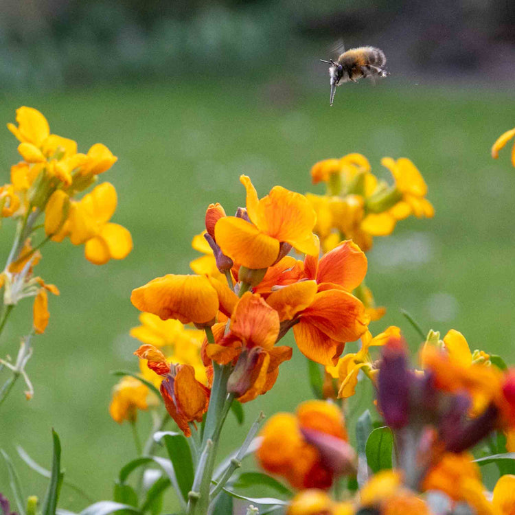 Wallflower Plant 'Dwarf Bedder Orange'