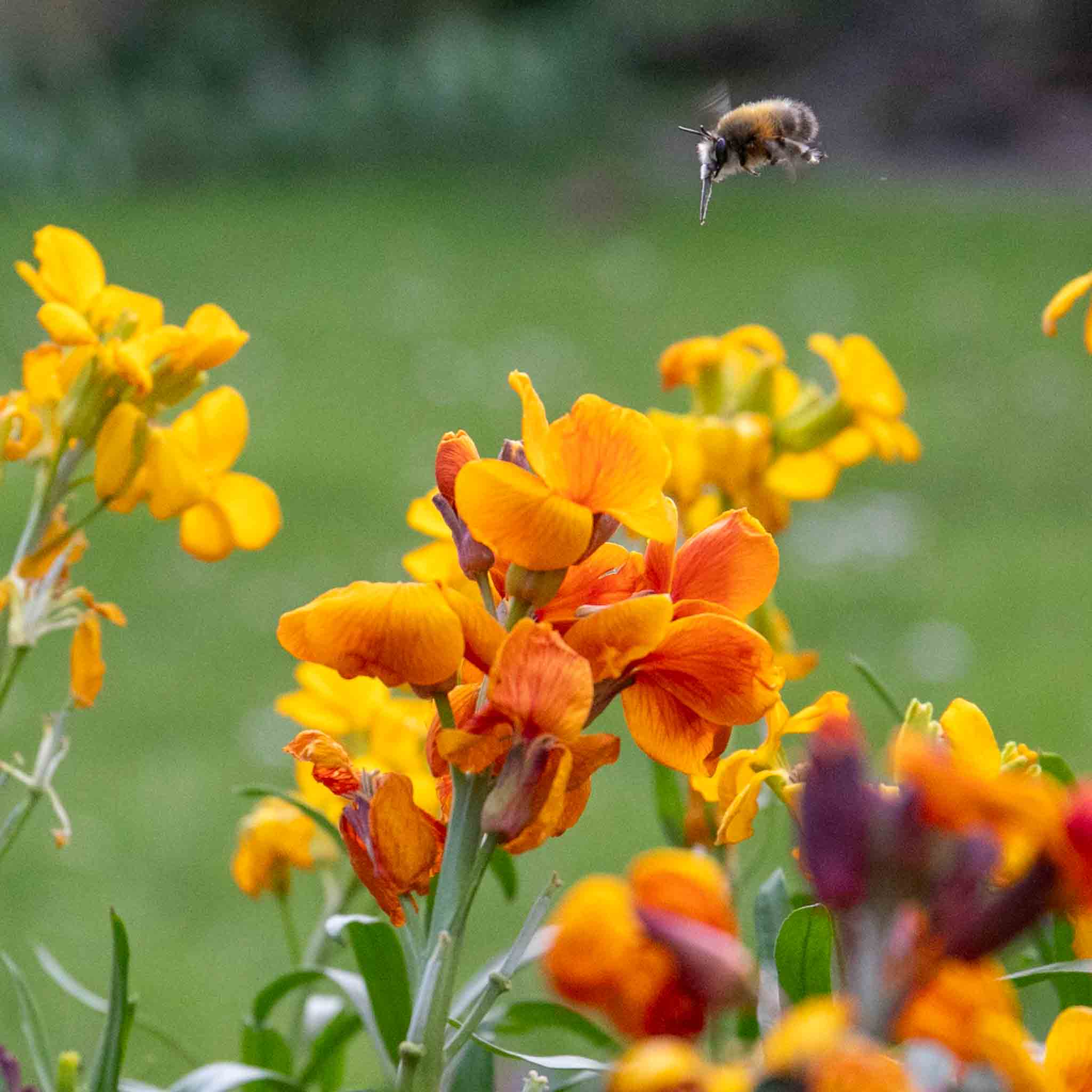 Wallflower Plant 'Dwarf Bedder Mix' | Marshalls Garden