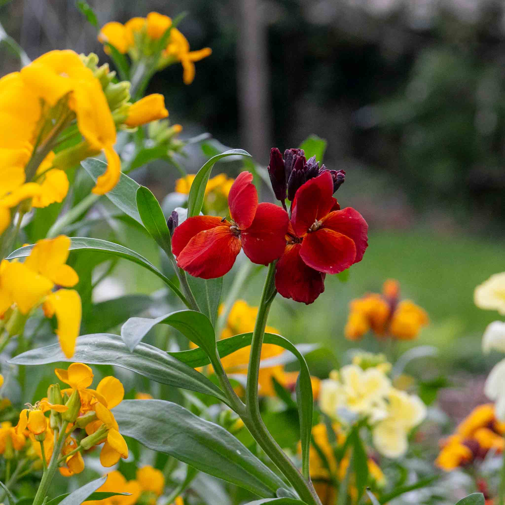 Wallflower Plant 'Dwarf Bedder Mix' | Marshalls Garden