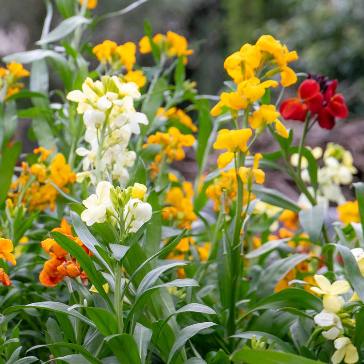 Wallflower 'Dwarf Mixed'