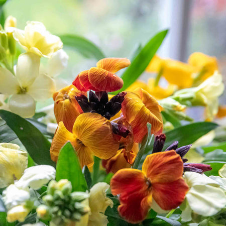 Wallflower Plant 'Dwarf Bedder Orange'