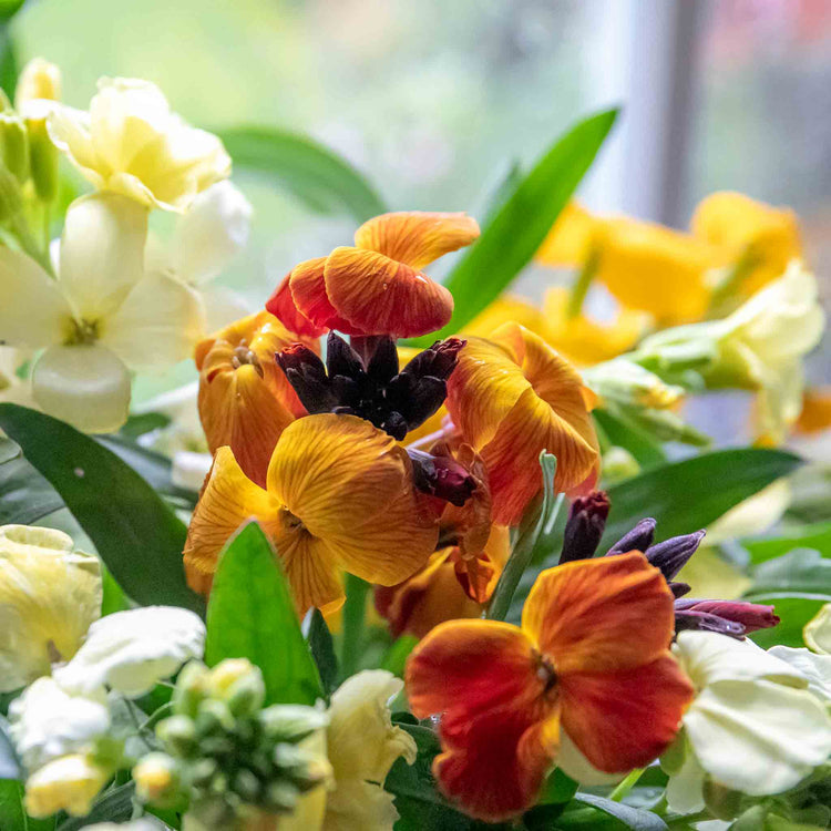 Wallflower Plant 'Dwarf Bedder Orange'