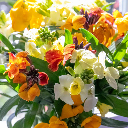 Wallflower 'Dwarf Mixed'