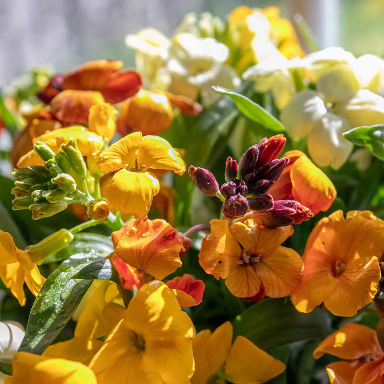 Wallflower 'Sugar Rush Mix'