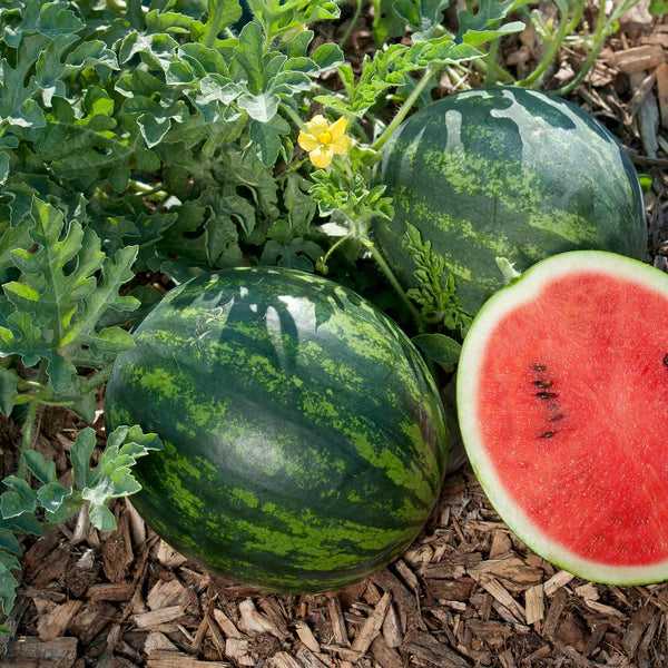 Watermelon Plant 'Mini Love F1'