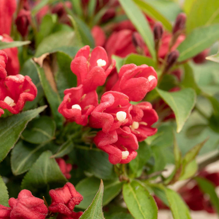 Weigela 'All Summer Red'